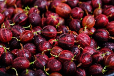 Parlak burgundy bektaşi üzümlerinin arka planı, böğürtlen yakın plan