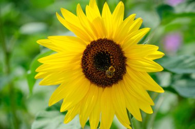 Yaban arısı çiçekli parlak sarı ayçiçeği.