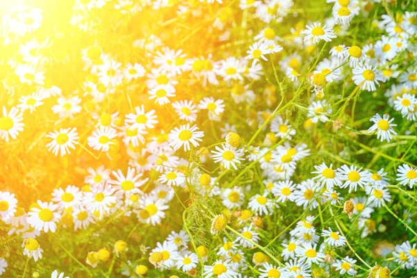 Beautiful Clearing Chamomiles Sunny Summer Day Wildflowers — Stock Photo, Image