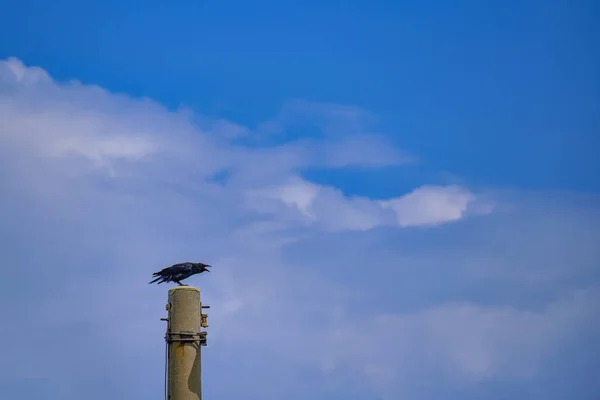Terrible Croaking Raven Sitting Pole — Stock Fotó