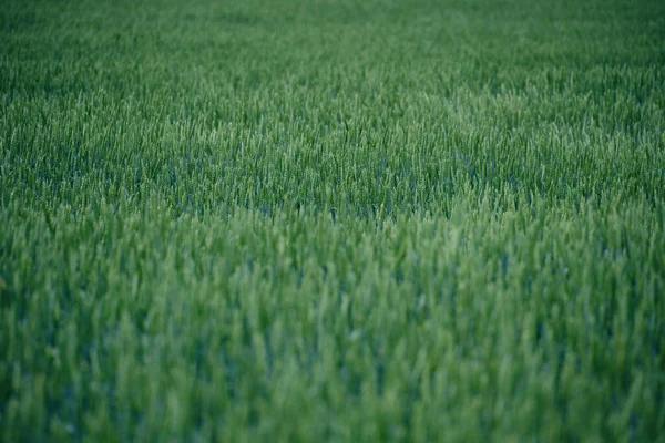 Field Unripe Green Ears Wheat — Fotografia de Stock
