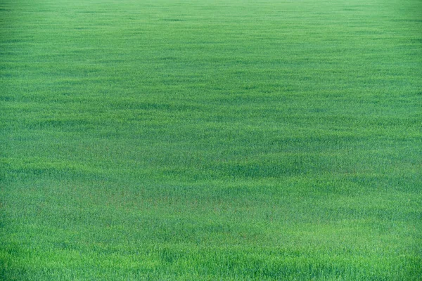 Campo Con Spighe Verdi Acerbe — Foto Stock