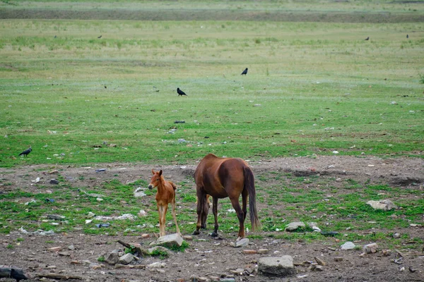 Foal Jugando Galopando Siguiente Yegua Pastando —  Fotos de Stock