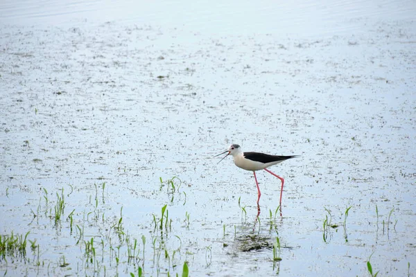 Stilt Walker Een Vogel Van Familie Shiloklyuvkov Vermeld Het Rode — Stockfoto