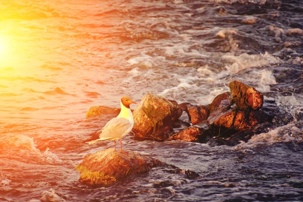 Seagull Sunset Sits Rock Stormy Stream Water — Stockfoto