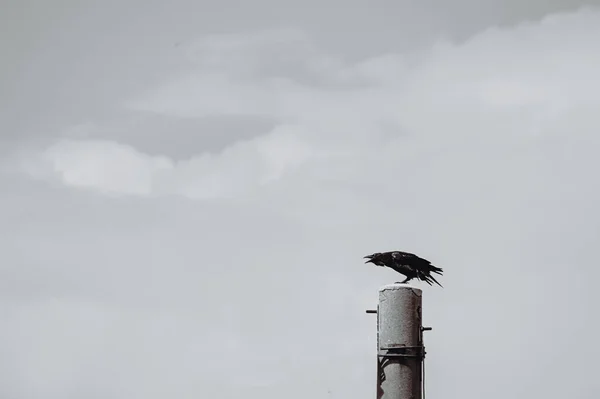 Terrible Croaking Raven Sitting Pole — Stock Photo, Image