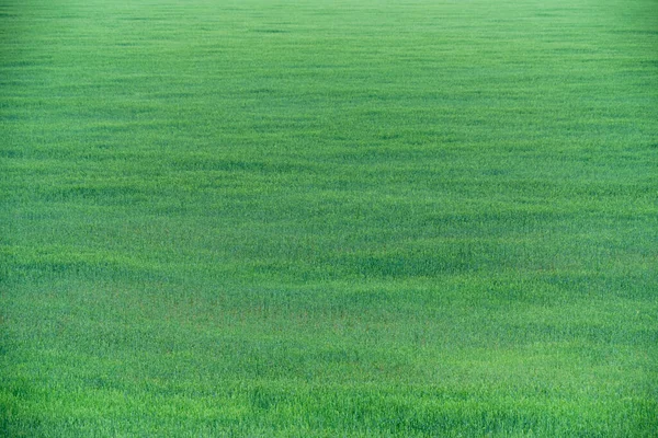 Field Unripe Green Ears Wheat — Stockfoto