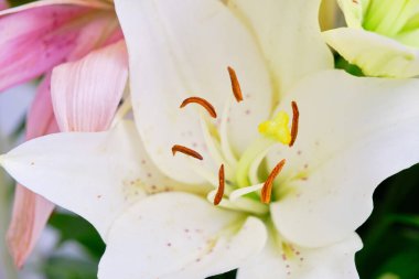 White lily,background, flowers close up, pistil and stamens