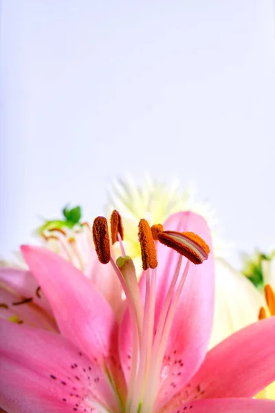 Pink Lily Background Flowers Close Pistil Stamens — Foto de Stock