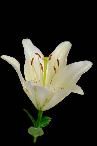 Lily White Black Background Flowers Close Pistil Stamens — 图库照片