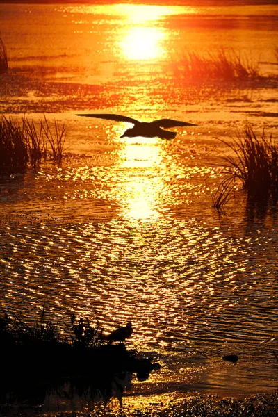 Luce Riflessa Tramonto Luminoso Nel Lago Contro Silhouette Nera Gabbiano — Foto Stock