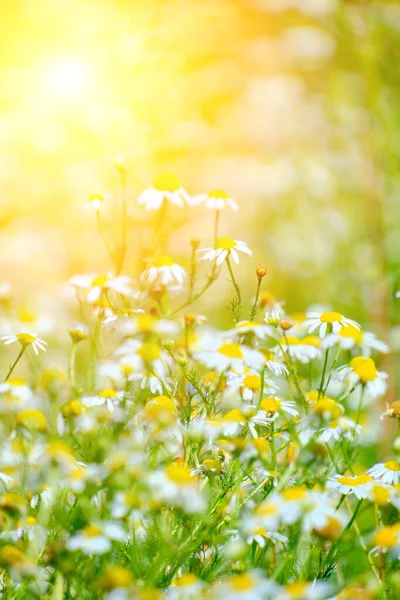 Beautiful Clearing Chamomiles Sunny Summer Day Wildflowers — Stock Photo, Image