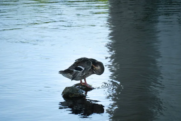 Duck Sitting Rock Middle Water Cleans Feathers Its Beak Bathing — Foto de Stock