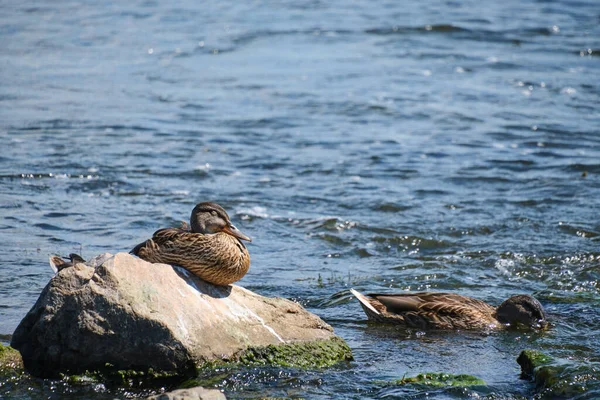 Duck sleeps and back in the sun sitting rock middle of river