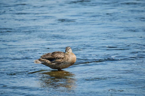 Duck Sitting Rock Middle Water Cleans Feathers Its Beak Bathing — Foto de Stock
