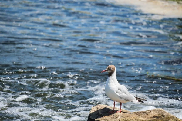 Seagull Sitting Stone Middle Flowing River — Foto de Stock