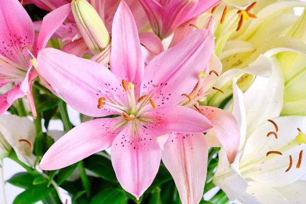 Bouquet Pink White Lilies Royalty Free Stock Images