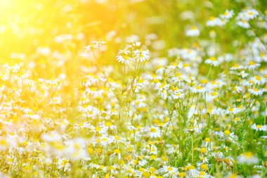 Beautiful clearing with chamomiles on sunny summer day, wildflowers