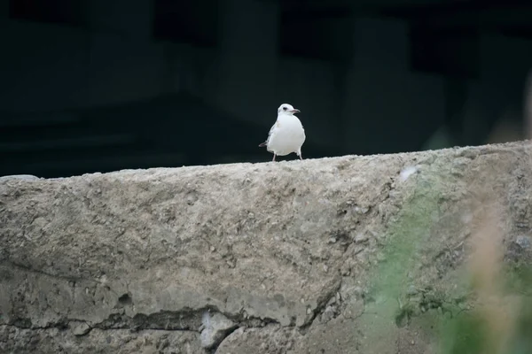 Seagull Chick Sitting Rock Dark Background — Φωτογραφία Αρχείου