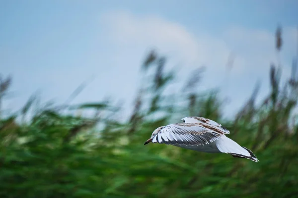 Seagull Chick Hovers Air Background Green Reeds — Stockfoto