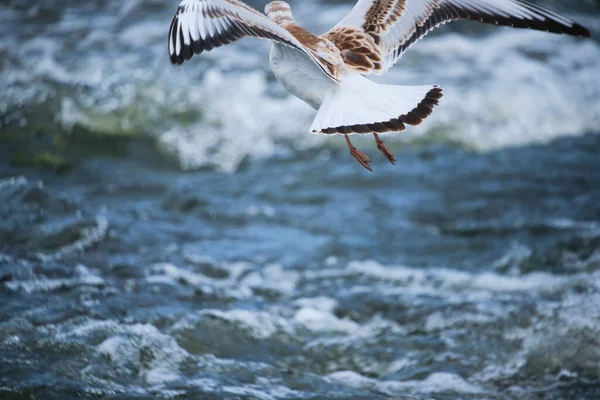 Seagull Chick Hovering Water — Foto de Stock