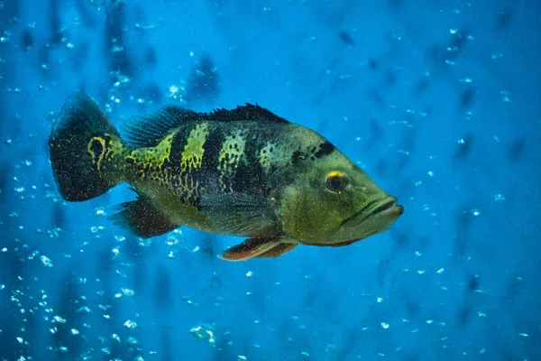 Fish cichla kelbery family blue background