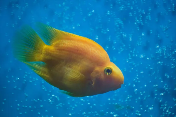 Red Parrot Fish Blue Background — Stockfoto