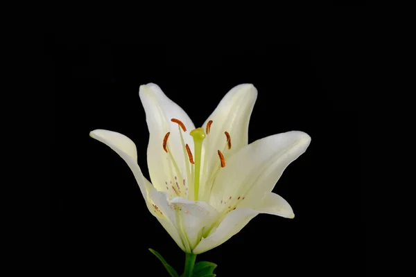 Lily White Black Background Flowers Close Pistil Stamens — Stock Photo, Image