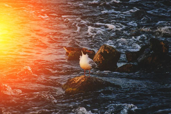 Seagull Sunset Sits Rock Stormy Stream Water — Stockfoto