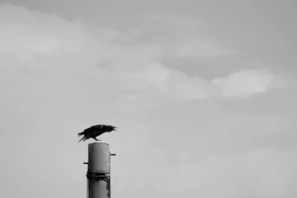 Terrible Croaking Raven Sitting Pole — 图库照片