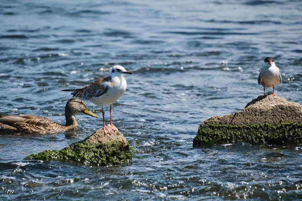 Seagull Chick Sitting Stone Middle River — Foto de Stock