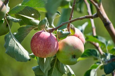 Arkaplanda olgun elmalar asılı. Parlak güneşli yaz gününde yeşil yapraklar.