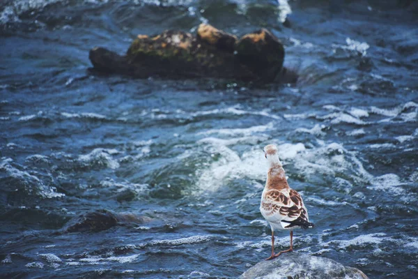 Seagull Chick Stands Stone Middle Stormy Stream River Water — Foto de Stock