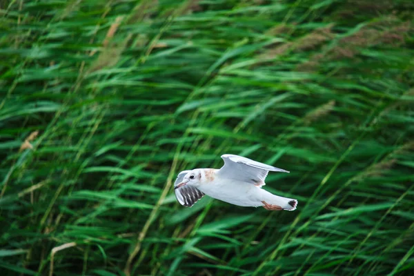 Seagull Chick Hovers Air Background Green Reeds — Stock Photo, Image