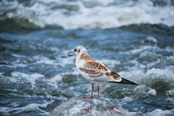 Seagull Chick Stands Stone Middle Stormy Stream River Water — Foto de Stock