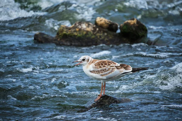Seagull Chick Stands Stone Middle Stormy Stream River Water — Fotografia de Stock