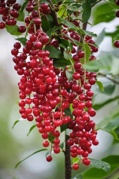 Bright Red Berry Background Green Foliage — Stockfoto