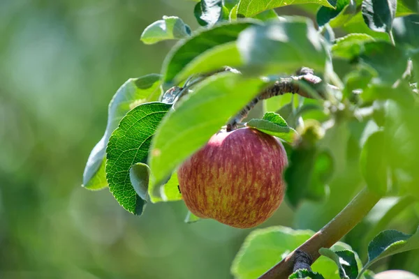 Ripening apple hanging tree against background green foliage on bright sunny summer day