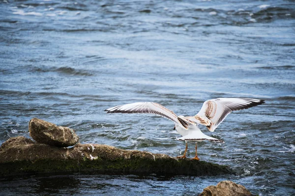 Seagull Chick Flaps Its Wings Trying Take Stone — Foto de Stock