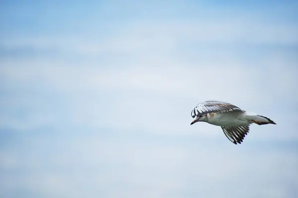 Soaring Seagull Chick Background Clouds Blue Sky — Stock Photo, Image