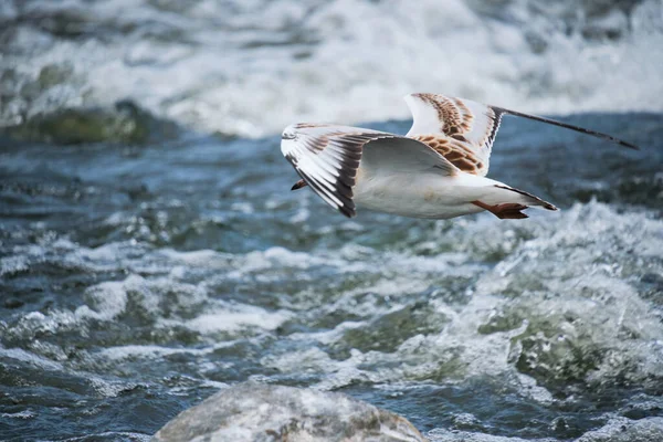 Seagull Chick Hovering Water — Fotografia de Stock