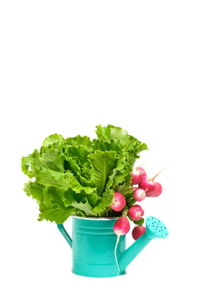 Green Lettuce Leaves Radishes Decorative Watering Can White Background — ストック写真