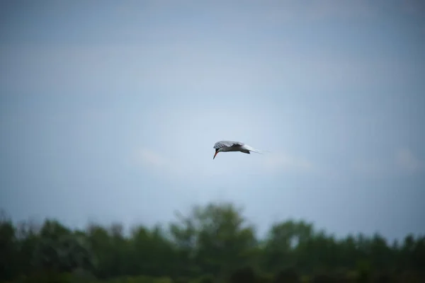 River Tern Hovers Air Sky — Stock Fotó