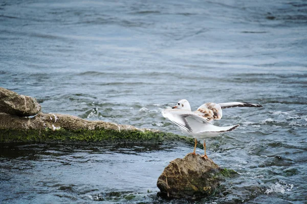 Seagull Chick Flaps Its Wings Trying Take Stone — Fotografia de Stock