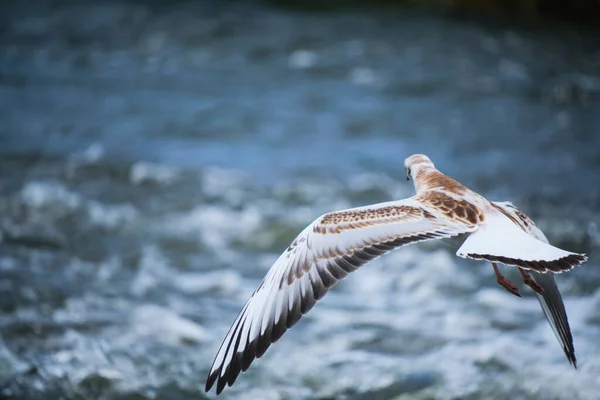Seagull Chick Hovering Water — Stock Photo, Image