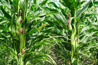 Corn cob background green leaves in cornfield