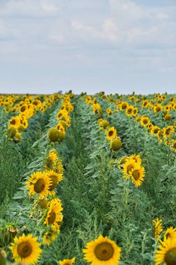 Fields planted with sunflowers, bright yellow and growing flowers