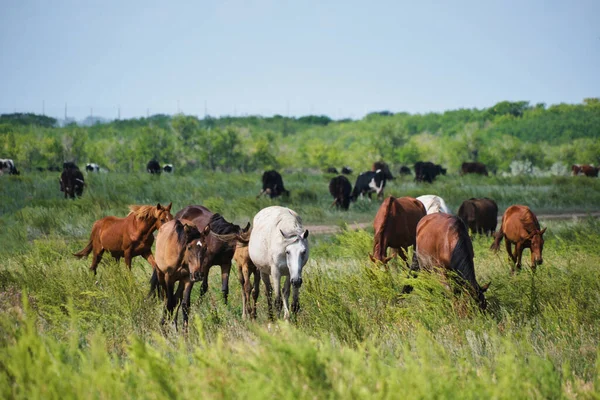 Herd Horses Herd Cows Background Graze Meadow — Stockfoto