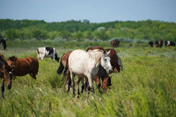 Herd Horses Herd Cows Background Graze Meadow —  Fotos de Stock