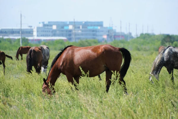 Los Caballos Que Pastan Prado Verde —  Fotos de Stock